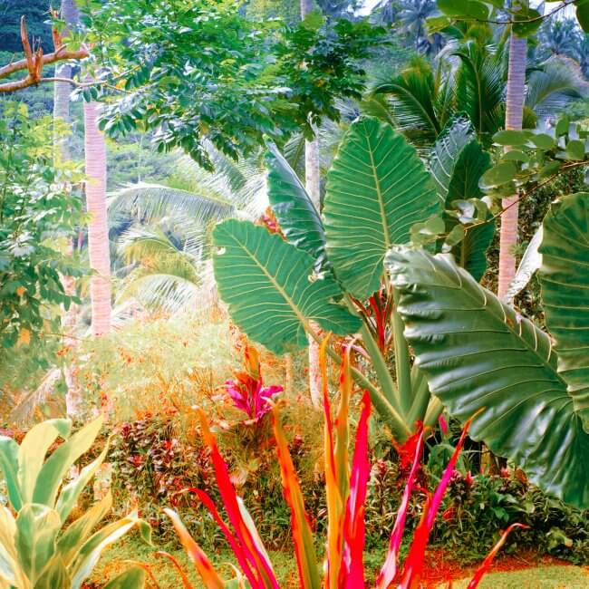 tuintrends 2022 tropische tuin