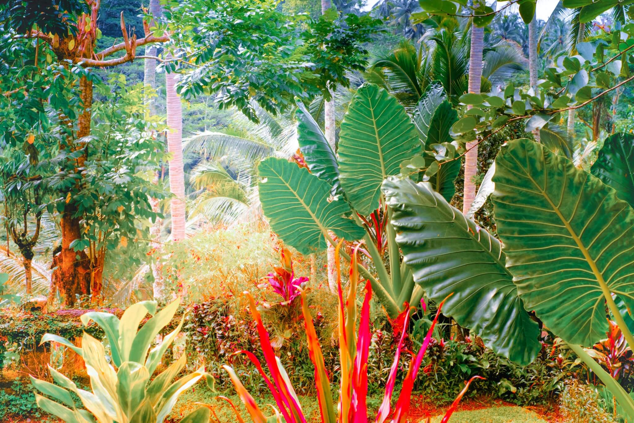 tuintrends 2022 tropische tuin